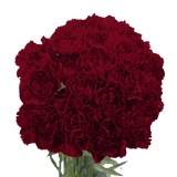 Burgundy Carnations – Fresh Flower Bouquets