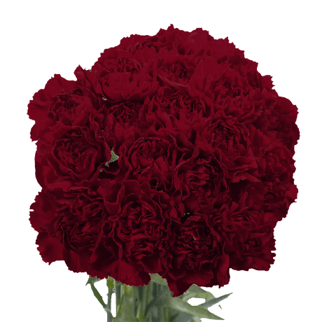 Burgundy Carnations – Fresh Flower Bouquets