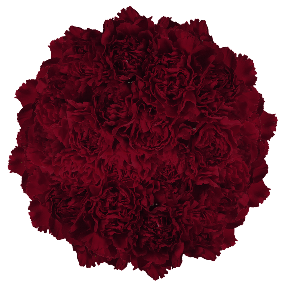 Burgundy Carnations – Fresh Flower Bouquets