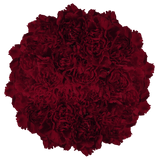 Burgundy Carnations – Fresh Flower Bouquets