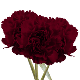 Burgundy Carnations – Fresh Flower Bouquets