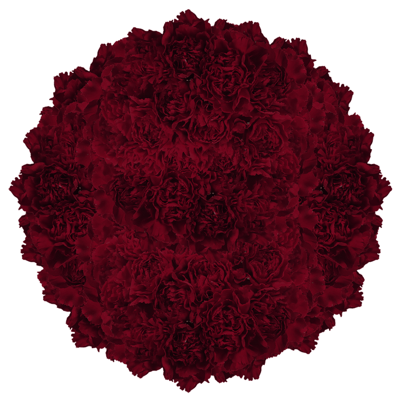 Burgundy Carnations – Fresh Flower Bouquets
