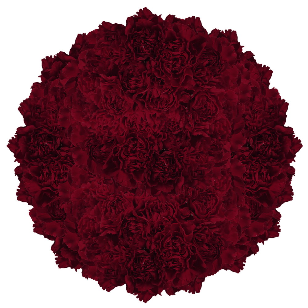 Burgundy Carnations – Fresh Flower Bouquets