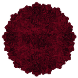 Burgundy Carnations – Fresh Flower Bouquets