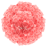 Pink Carnations Bunches – Fresh Flower Bouquets