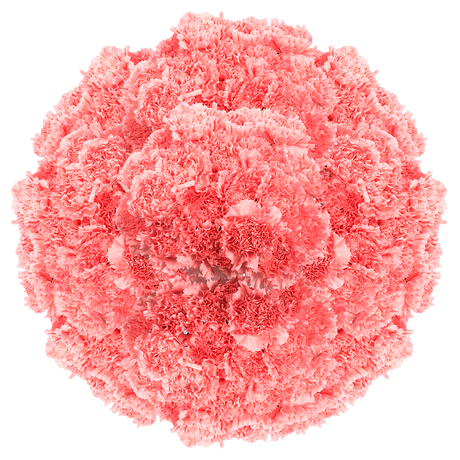 Pink Carnations Bunches – Fresh Flower Bouquets