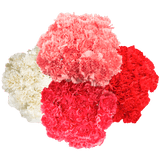 Valentine’s Day Carnation Stems – 400 Fresh Flower Bouquets