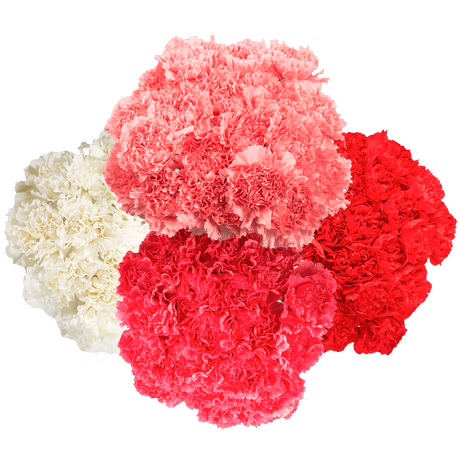Valentine’s Day Carnation Stems – 400 Fresh Flower Bouquets