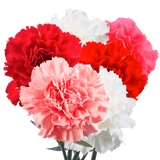 Valentine’s Day Carnation Stems – 400 Fresh Flower Bouquets