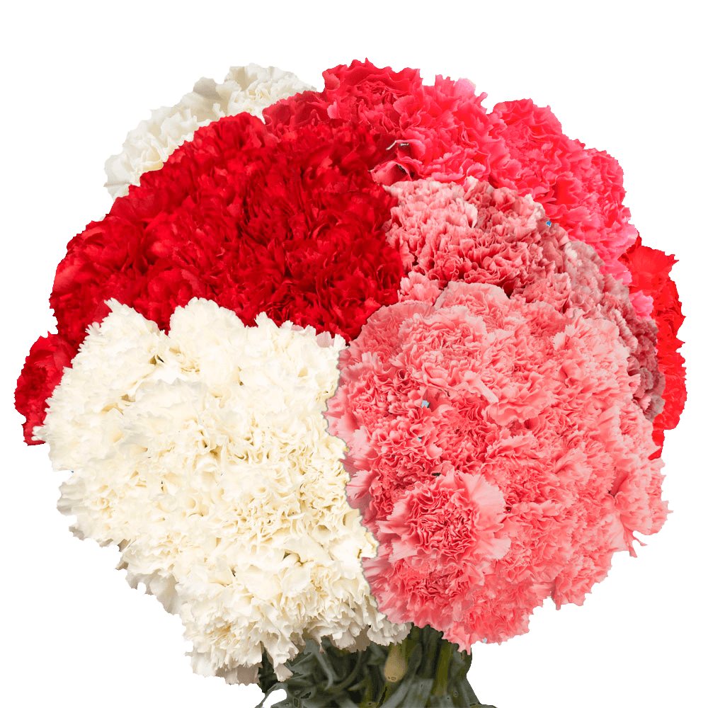 Valentine’s Day Carnation Stems – 400 Fresh Flower Bouquets