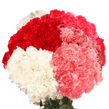 Valentine’s Day Carnation Stems – 400 Fresh Flower Bouquets