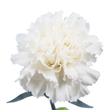 White Carnations – Fresh Flower Bouquets