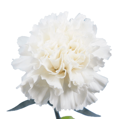 White Carnations – Fresh Flower Bouquets