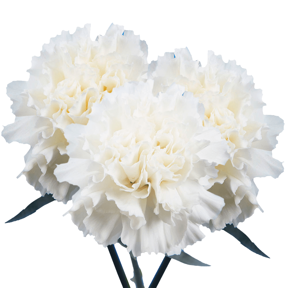 White Carnations – Fresh Flower Bouquets