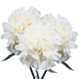 White Carnations – Fresh Flower Bouquets