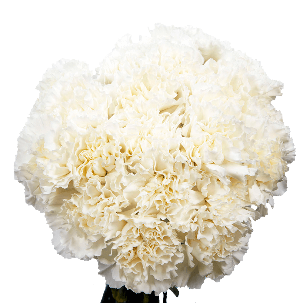 White Carnations – Fresh Flower Bouquets