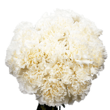 White Carnations – Fresh Flower Bouquets