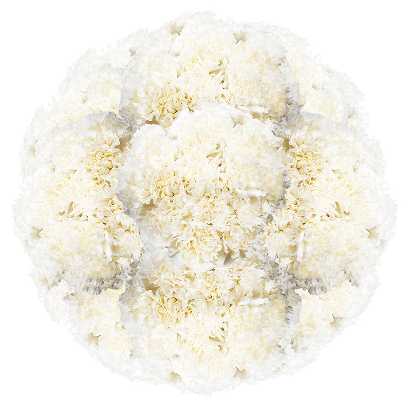 White Carnations – Fresh Flower Bouquets