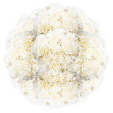 White Carnations – Fresh Flower Bouquets