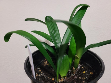 Clivia Seedlings Green Throat Hattori 4-5 Inches Tall