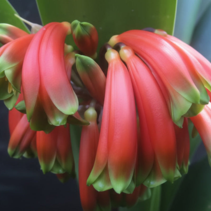 Clivia Robusta Seedling 4-7 Inches Tall