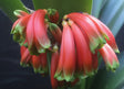 Clivia Robusta Seedling 4-7 Inches Tall