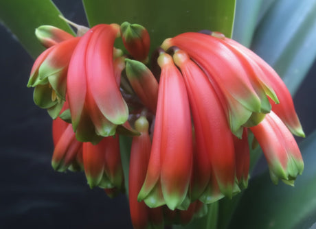 Clivia Robusta Seedling 4-7 Inches Tall