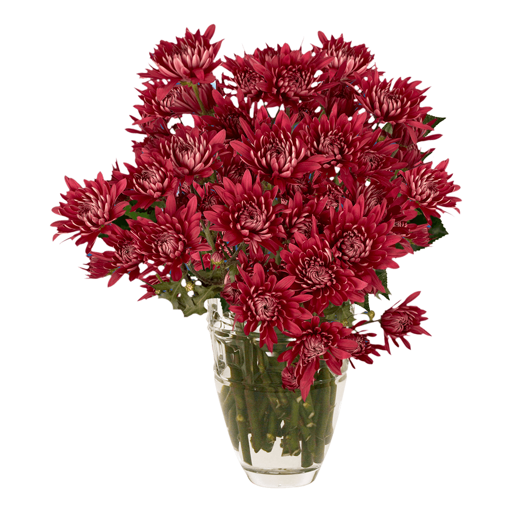 Burgundy Cushion Pom Poms Bunches – Fresh Cut Flowers