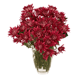 Burgundy Cushion Pom Poms Bunches – Fresh Cut Flowers