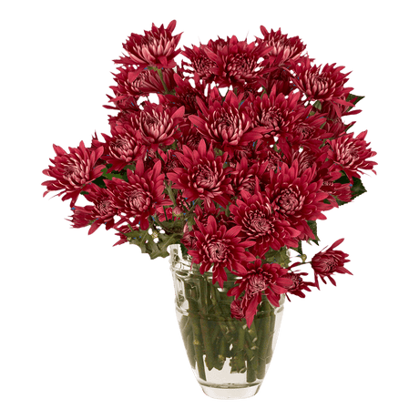 Burgundy Cushion Pom Poms Bunches – Fresh Cut Flowers
