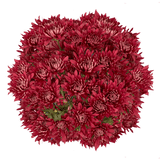 Burgundy Cushion Pom Poms Bunches – Fresh Cut Flowers
