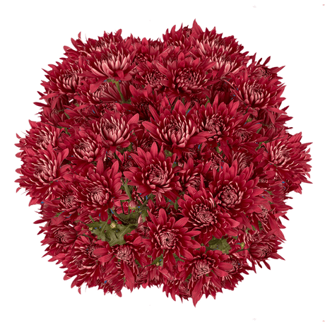 Burgundy Cushion Pom Poms Bunches – Fresh Cut Flowers