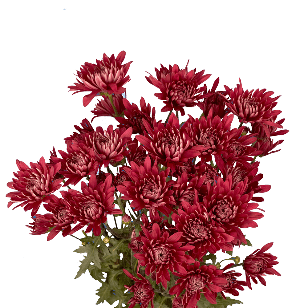 Burgundy Cushion Pom Poms Bunches – Fresh Cut Flowers