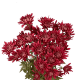 Burgundy Cushion Pom Poms Bunches – Fresh Cut Flowers