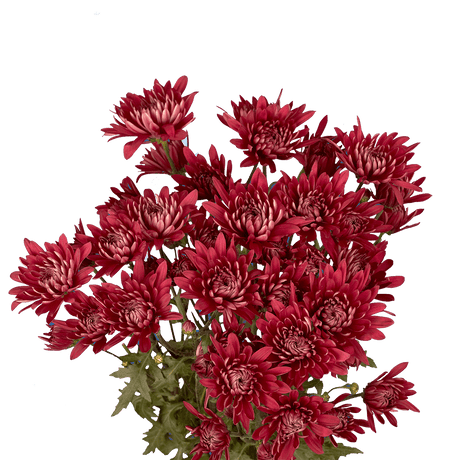 Burgundy Cushion Pom Poms Bunches – Fresh Cut Flowers