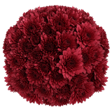 Burgundy Cushion Pom Poms Bunches – Fresh Cut Flowers