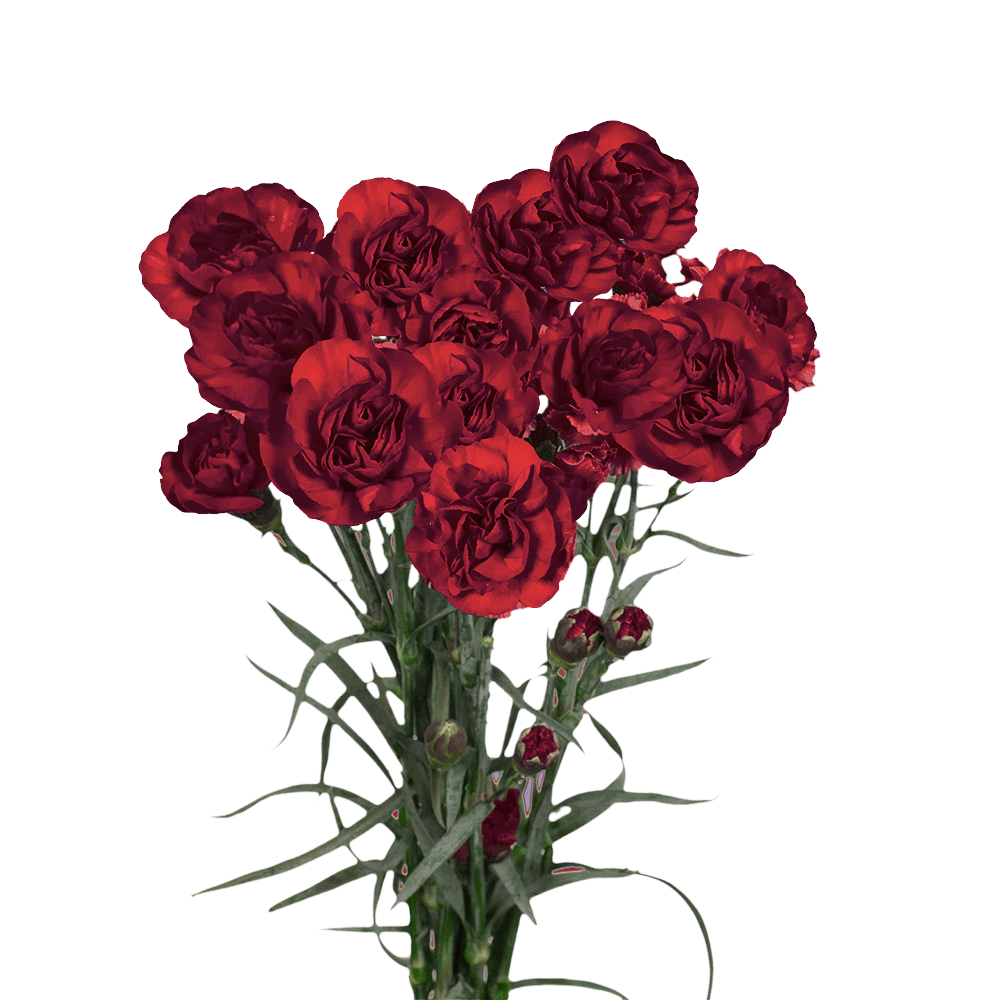 Burgundy Spray Carnations – Fresh Flower Bouquets