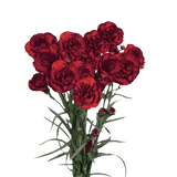 Burgundy Spray Carnations – Fresh Flower Bouquets