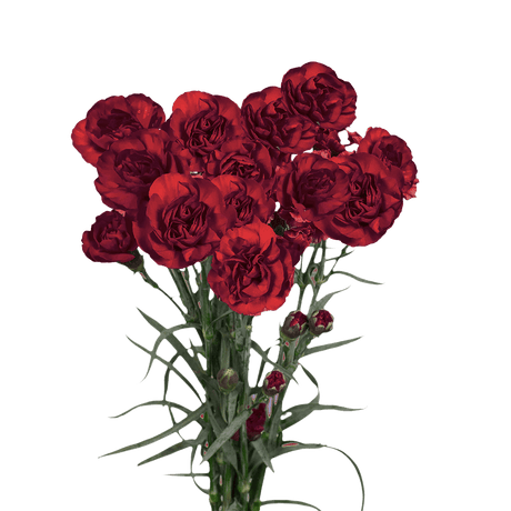 Burgundy Spray Carnations – Fresh Flower Bouquets