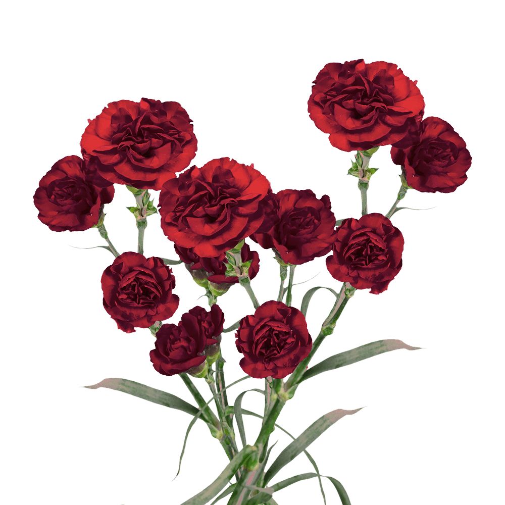 Burgundy Spray Carnations – Fresh Flower Bouquets