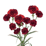 Burgundy Spray Carnations – Fresh Flower Bouquets