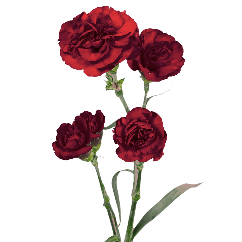 Burgundy Spray Carnations – Fresh Flower Bouquets