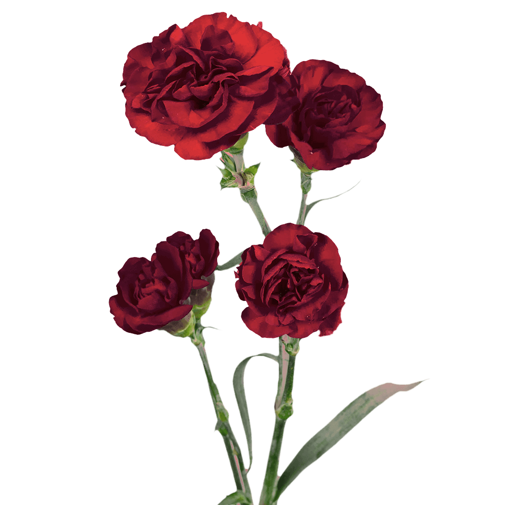 Burgundy Spray Carnations – Fresh Flower Bouquets