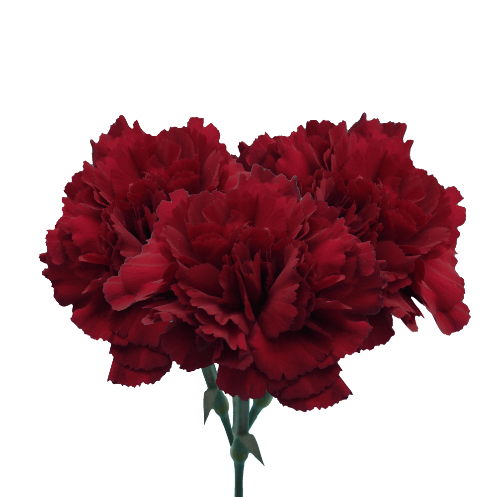 Zurigo Carnations (Burgundy) – Fresh Flower Bouquets