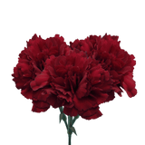 Zurigo Carnations (Burgundy) – Fresh Flower Bouquets