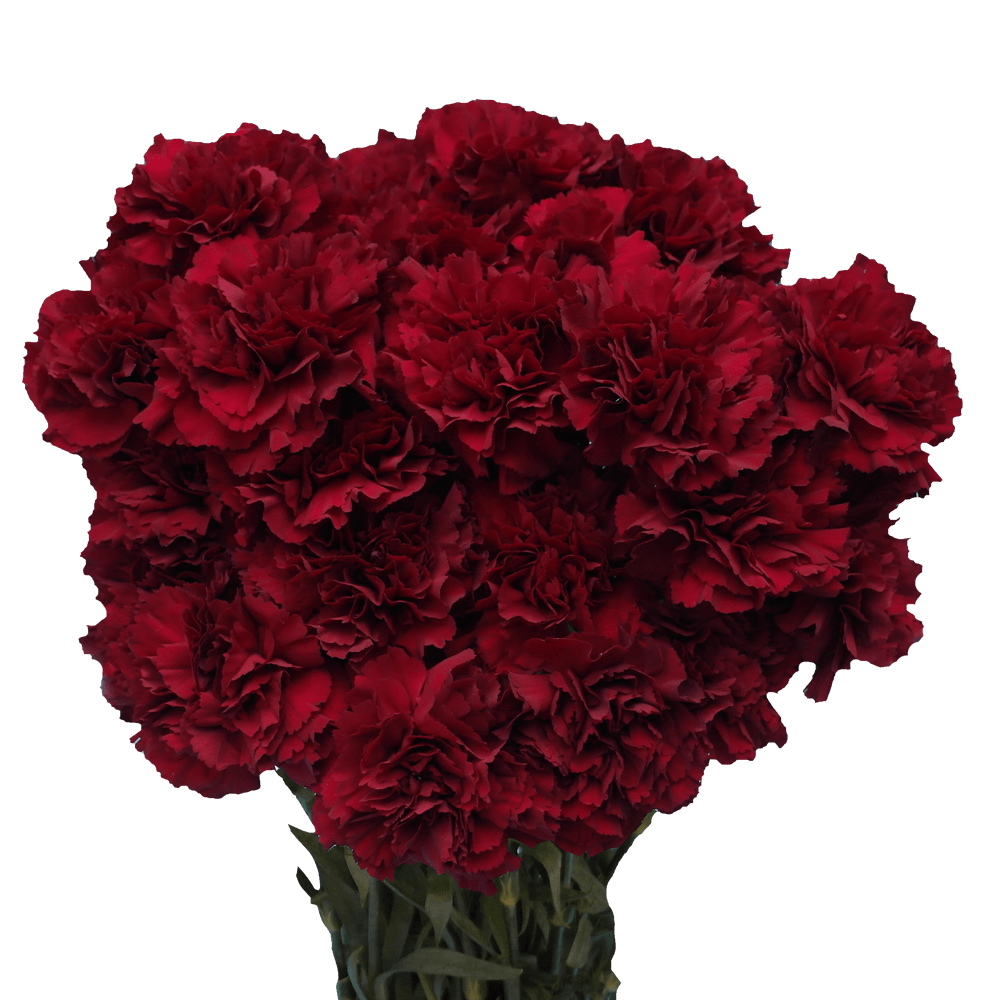 Zurigo Carnations (Burgundy) – Fresh Flower Bouquets