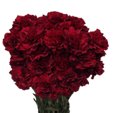 Zurigo Carnations (Burgundy) – Fresh Flower Bouquets