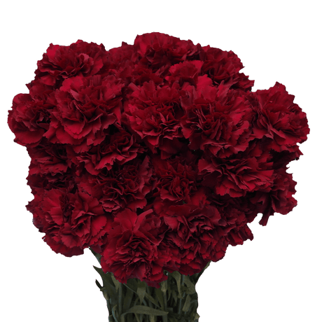 Zurigo Carnations (Burgundy) – Fresh Flower Bouquets