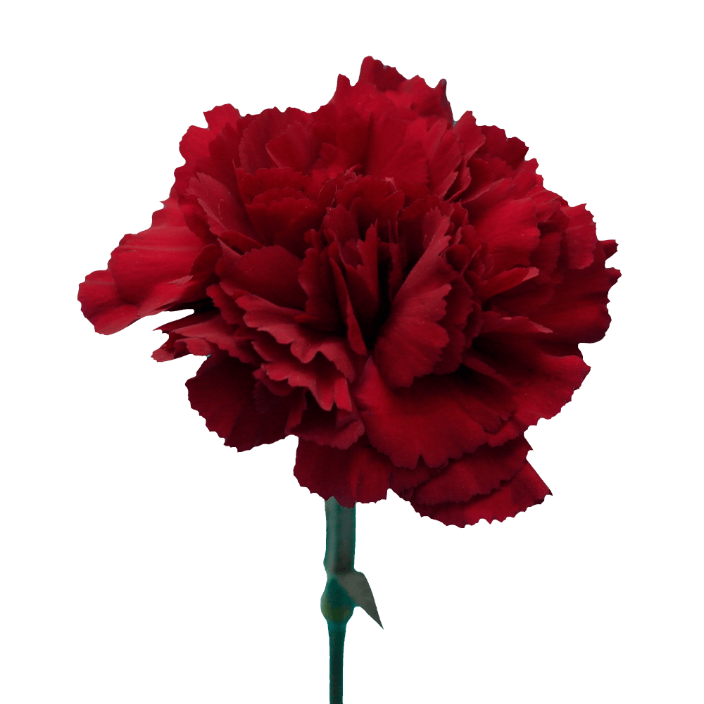 Zurigo Carnations (Burgundy) – Fresh Flower Bouquets