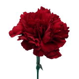 Zurigo Carnations (Burgundy) – Fresh Flower Bouquets